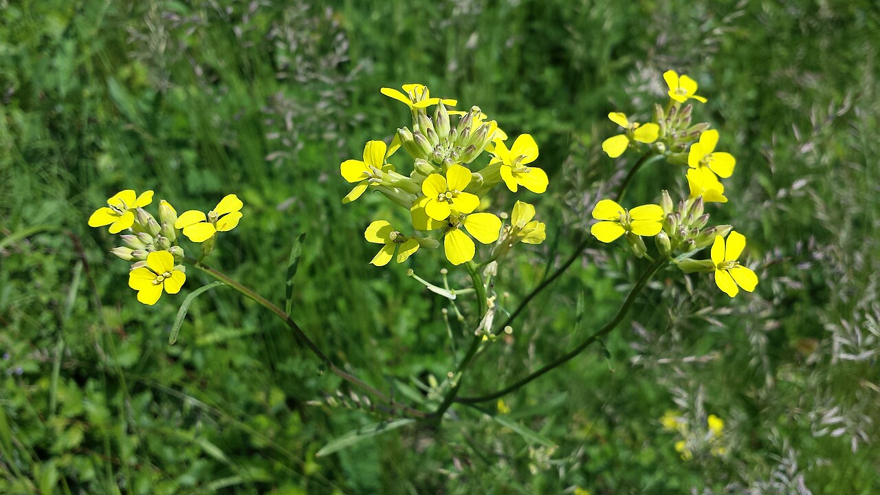 Erysimum diffusum