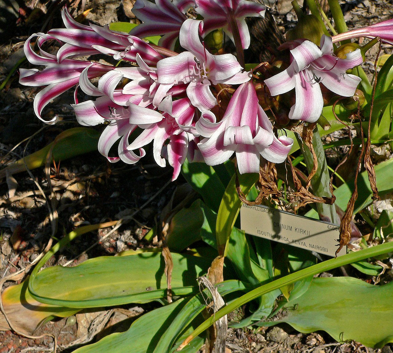 Crinum kirkii