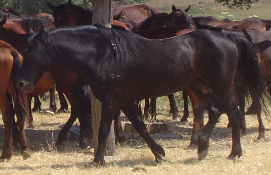 Cavallo Romano della Maremma Laziale