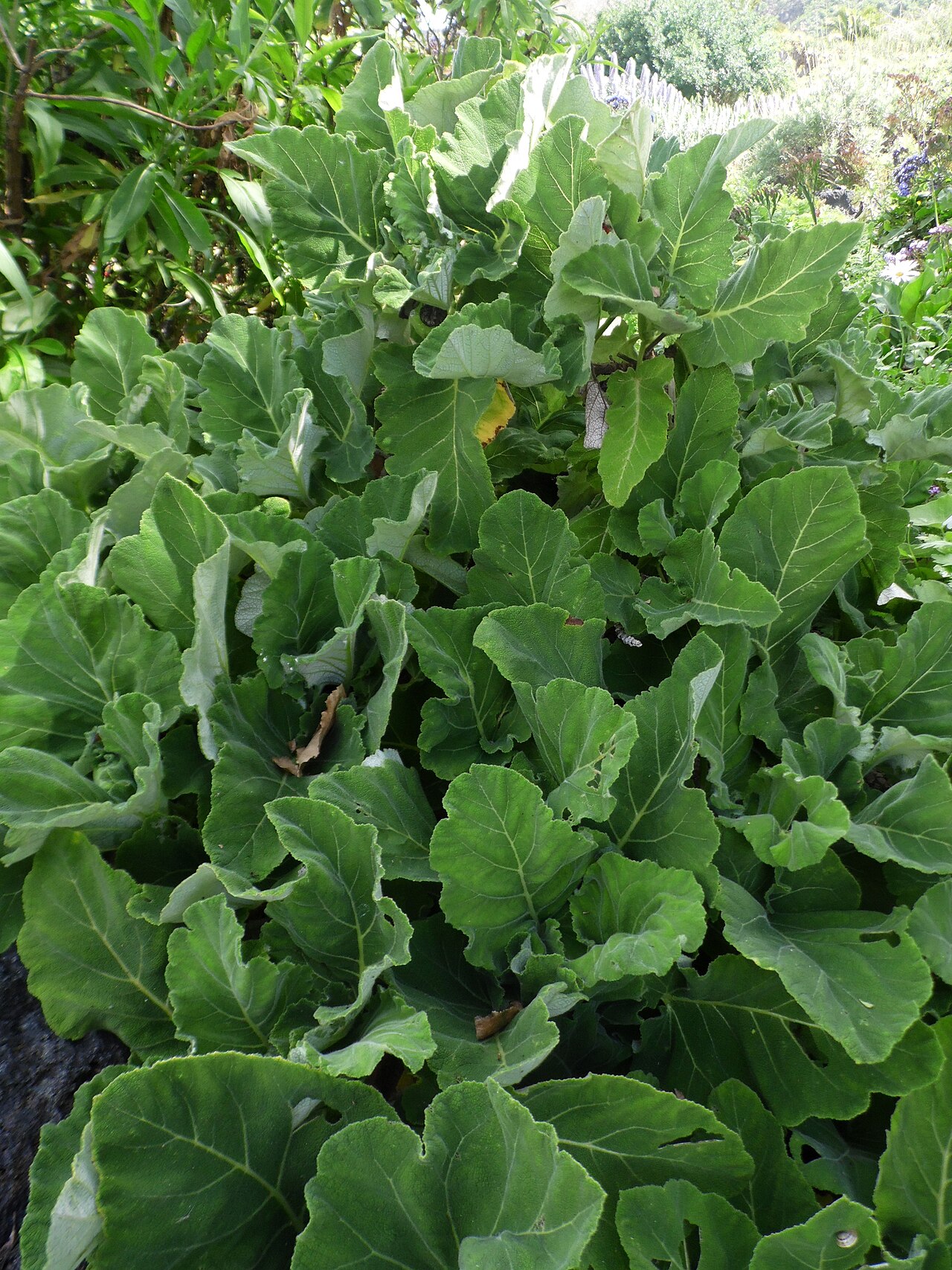 Salvia broussonetii