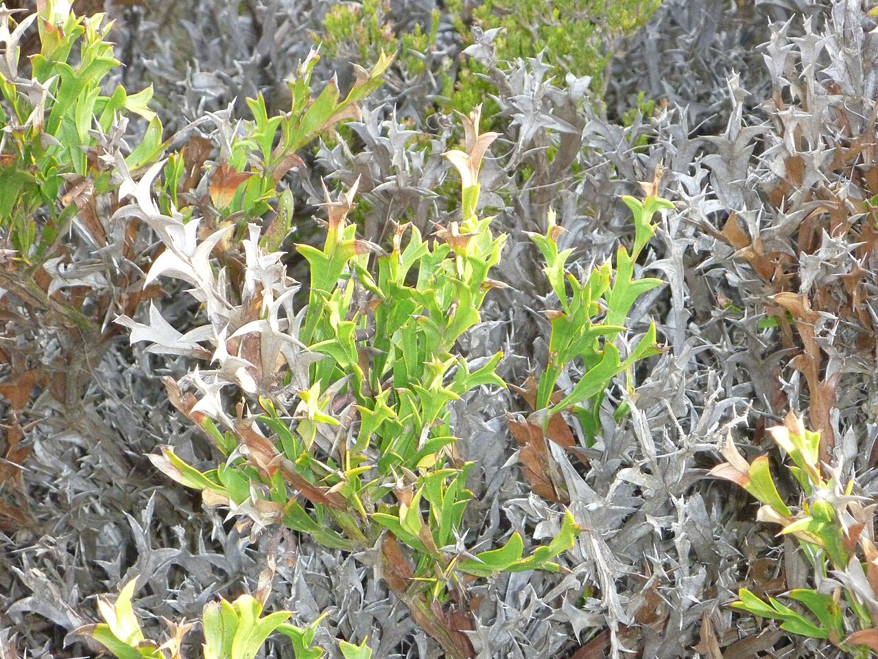 Eucalyptus tetragona