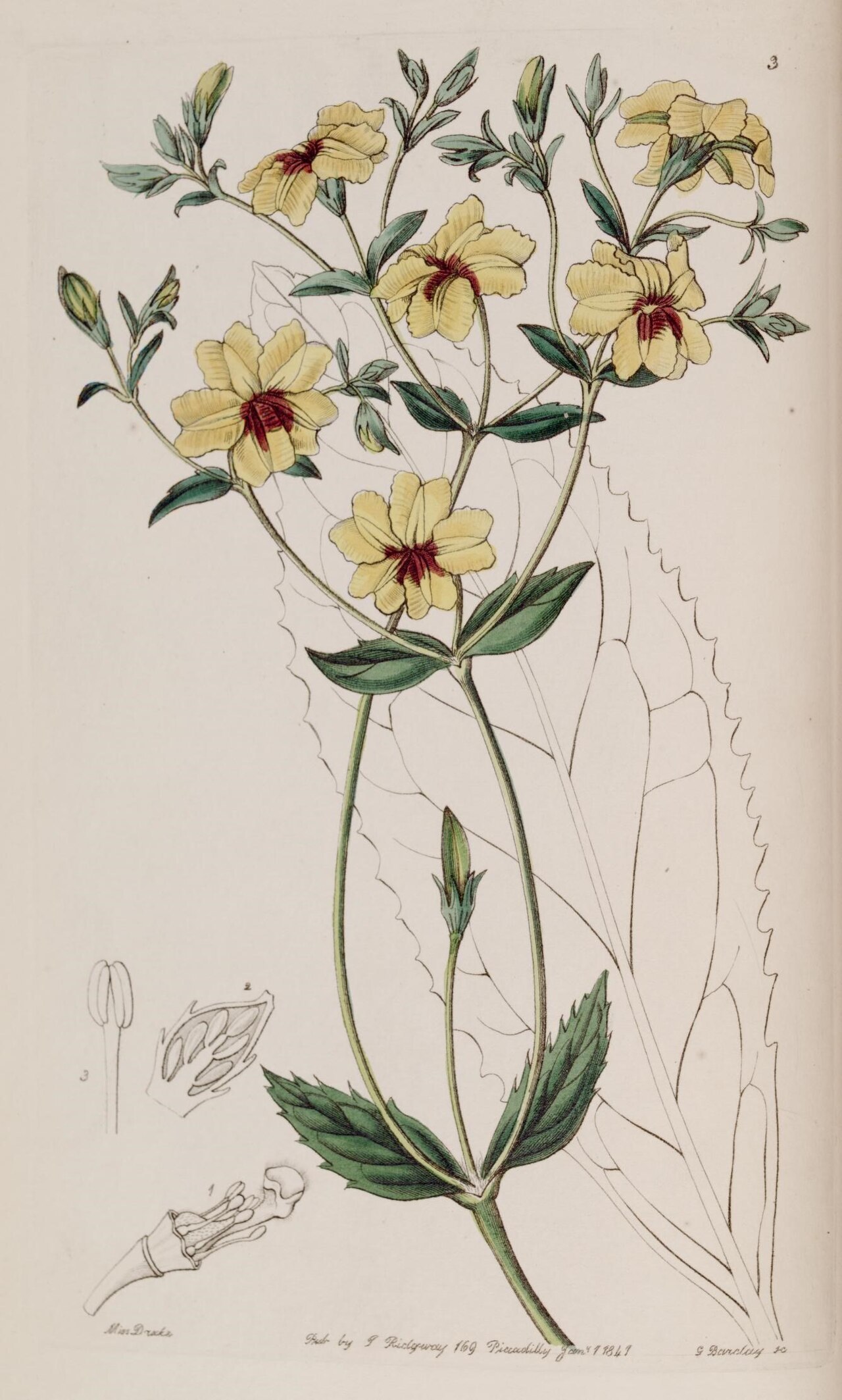 Goodenia macrophylla