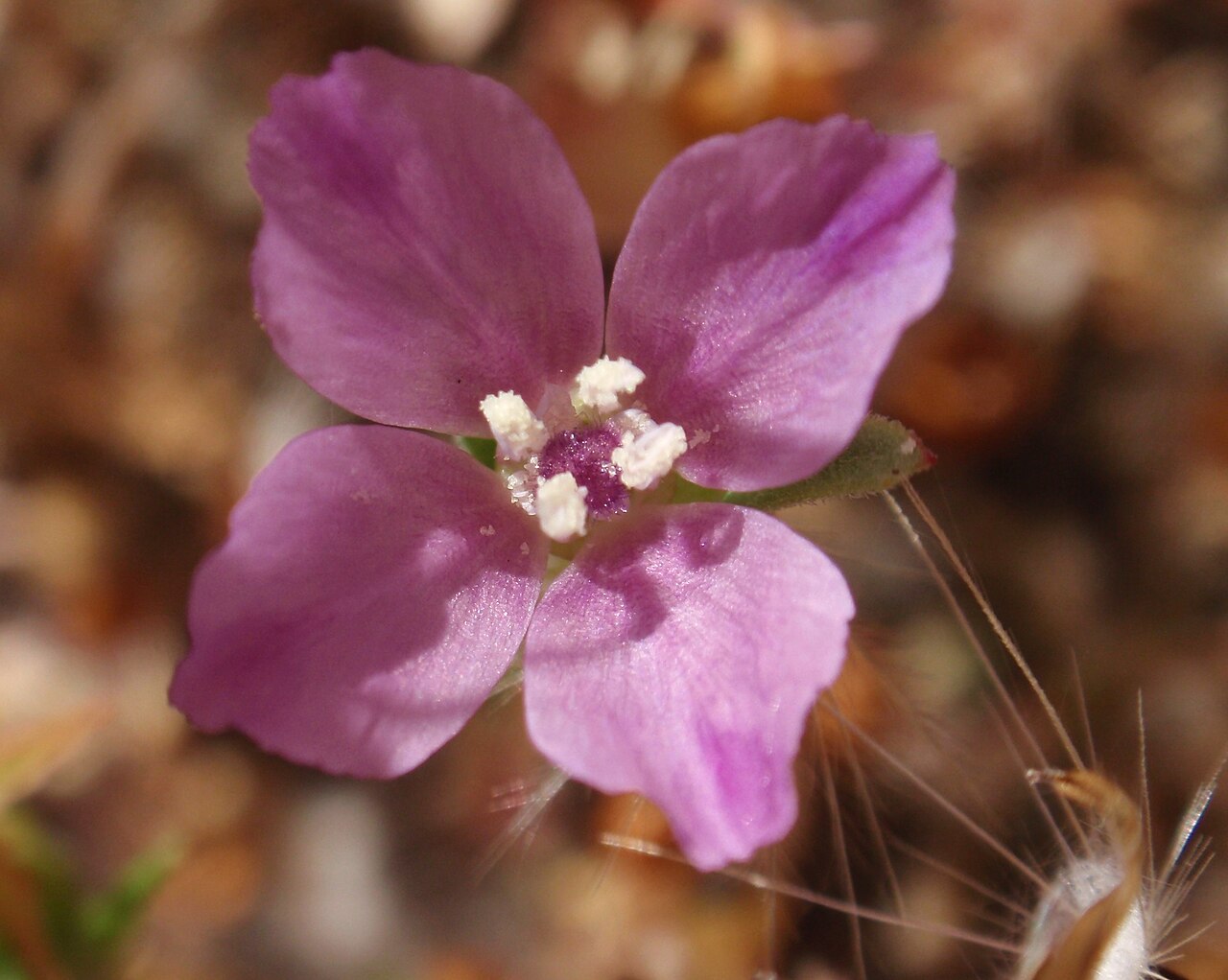 Clarkia gracilis