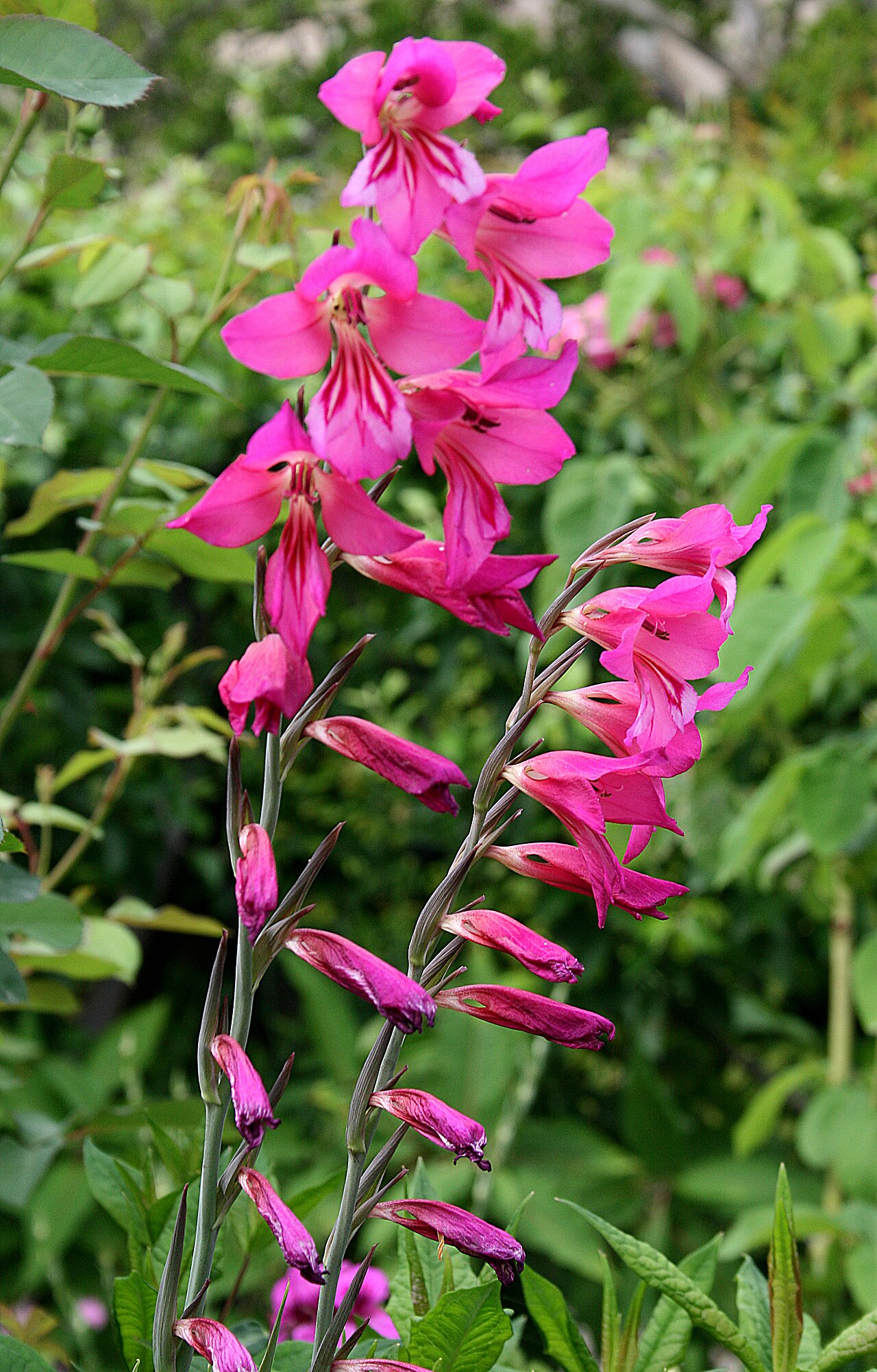 Gladiolus byzantinus