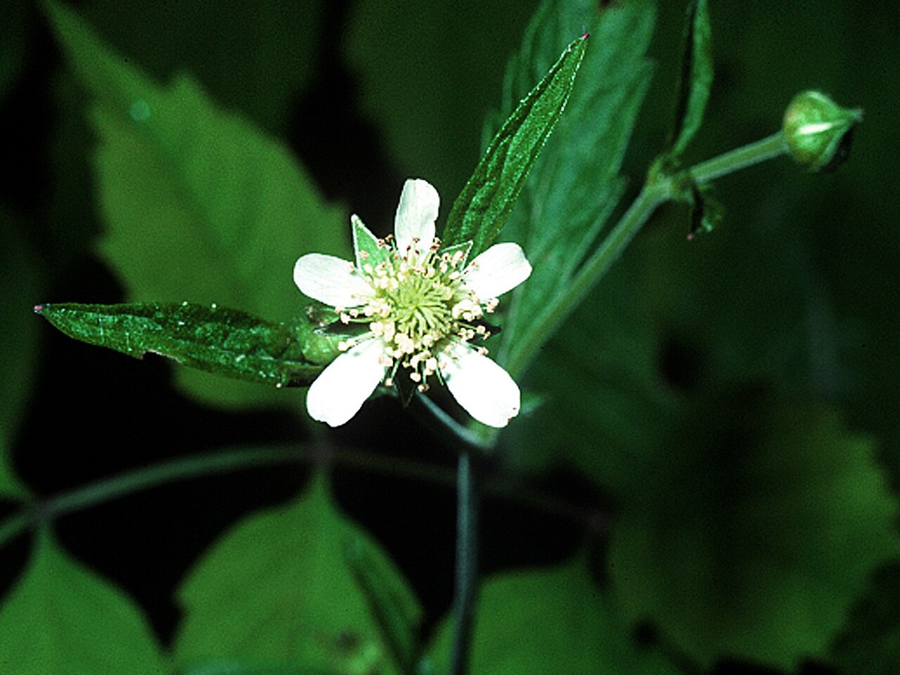 Geum canadense