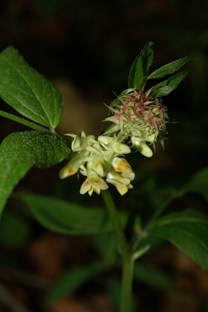 Vicia oroboides