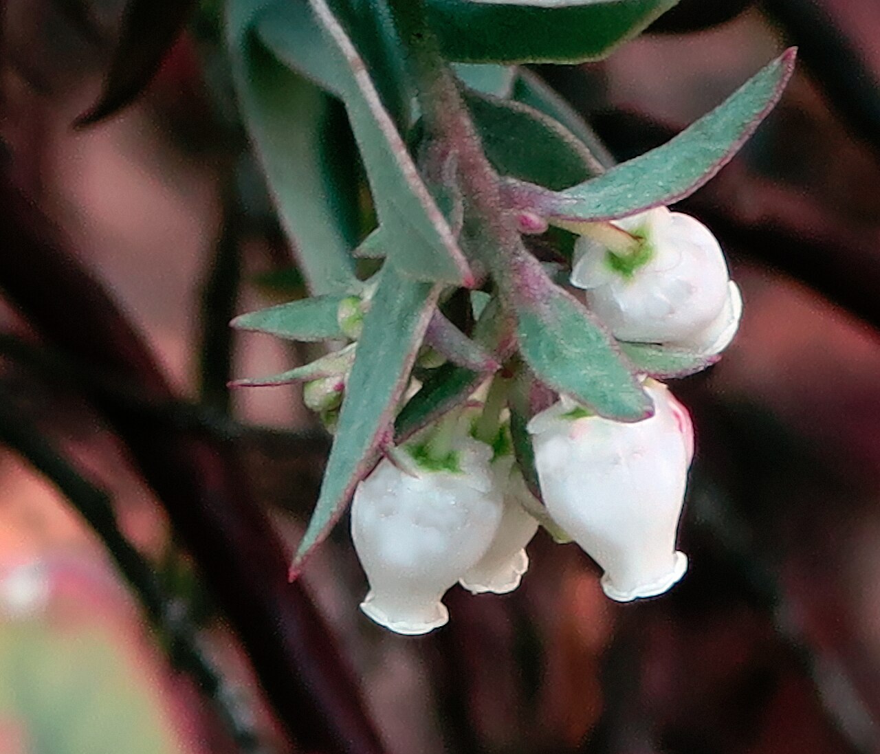 Arctostaphylos luciana