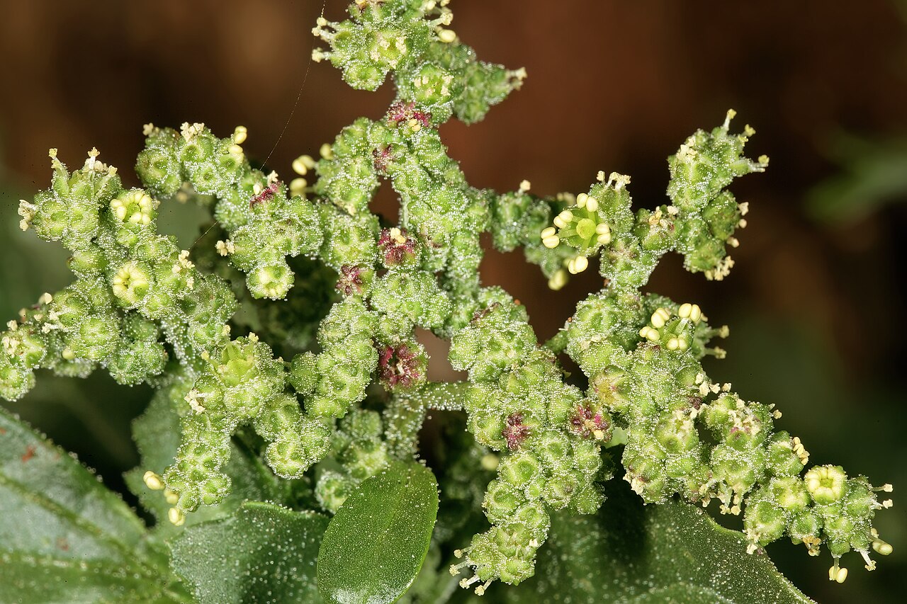 Chenopodium berlandieri