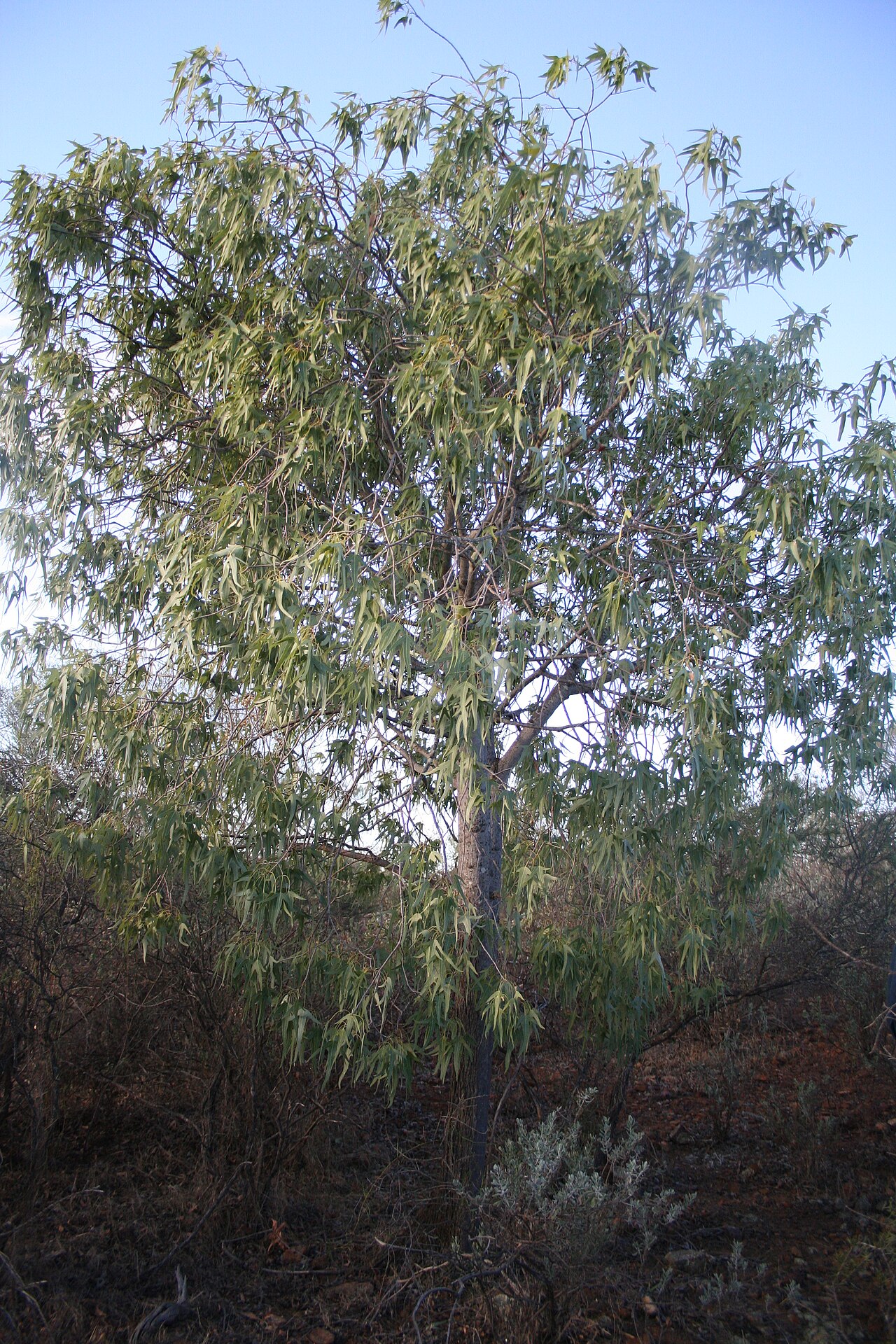 Desert kurrajong