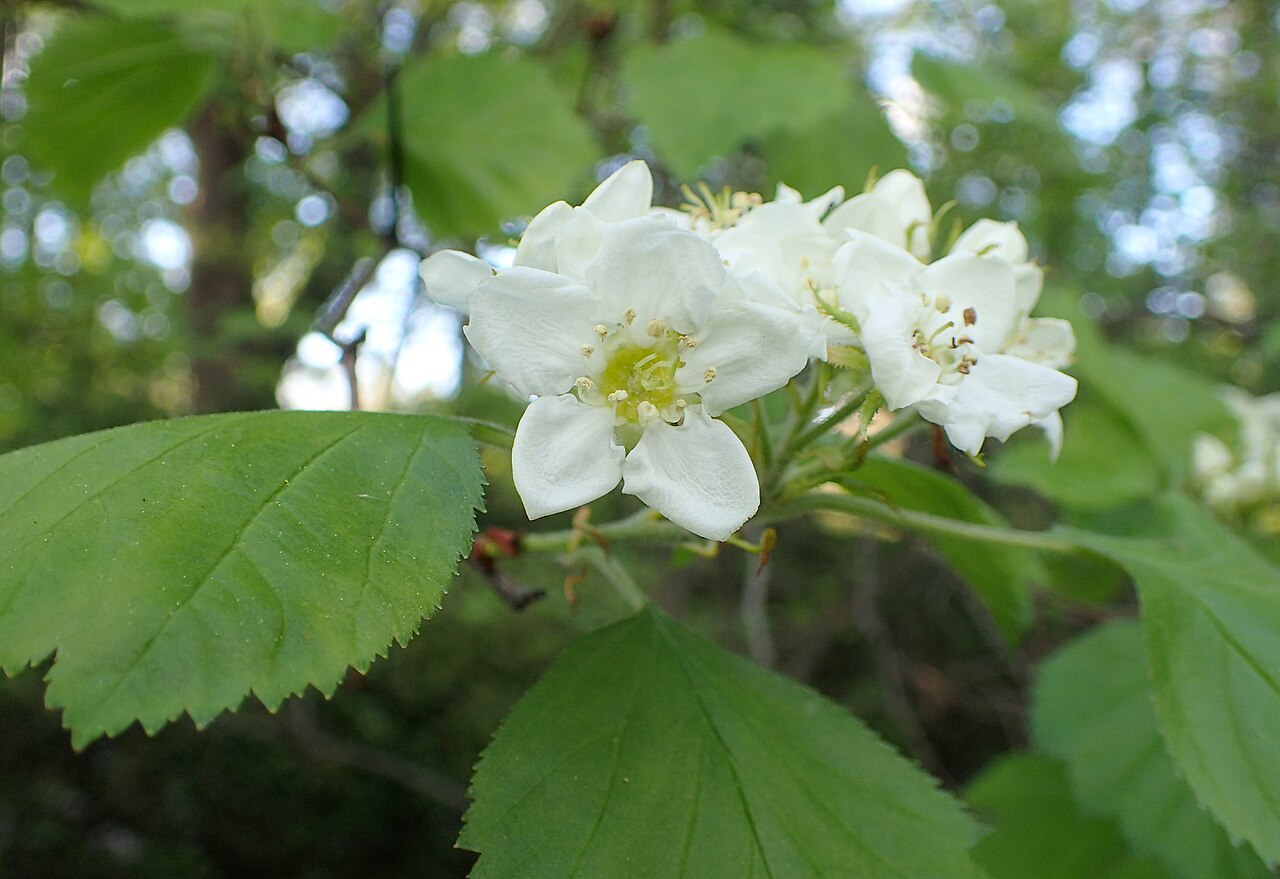 Crataegus intricata