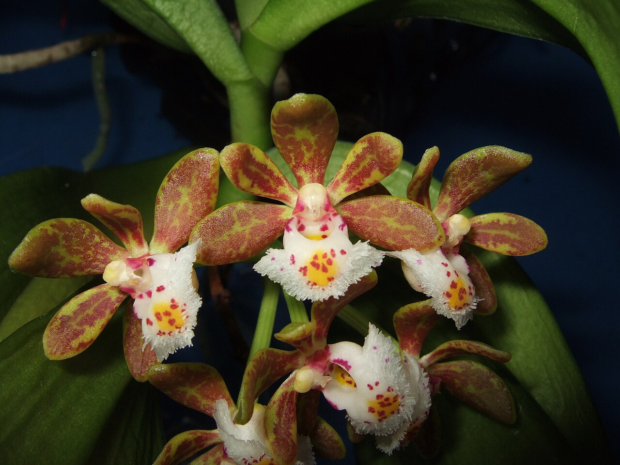 Gastrochilus dasypogon