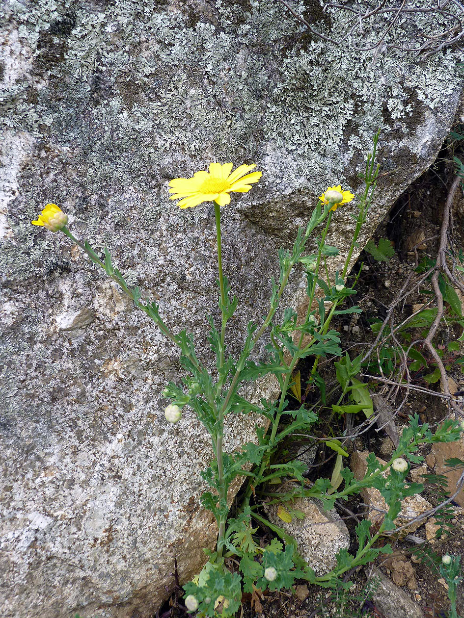 Glebionis segetum