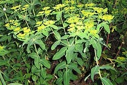 Euphorbia oblongata