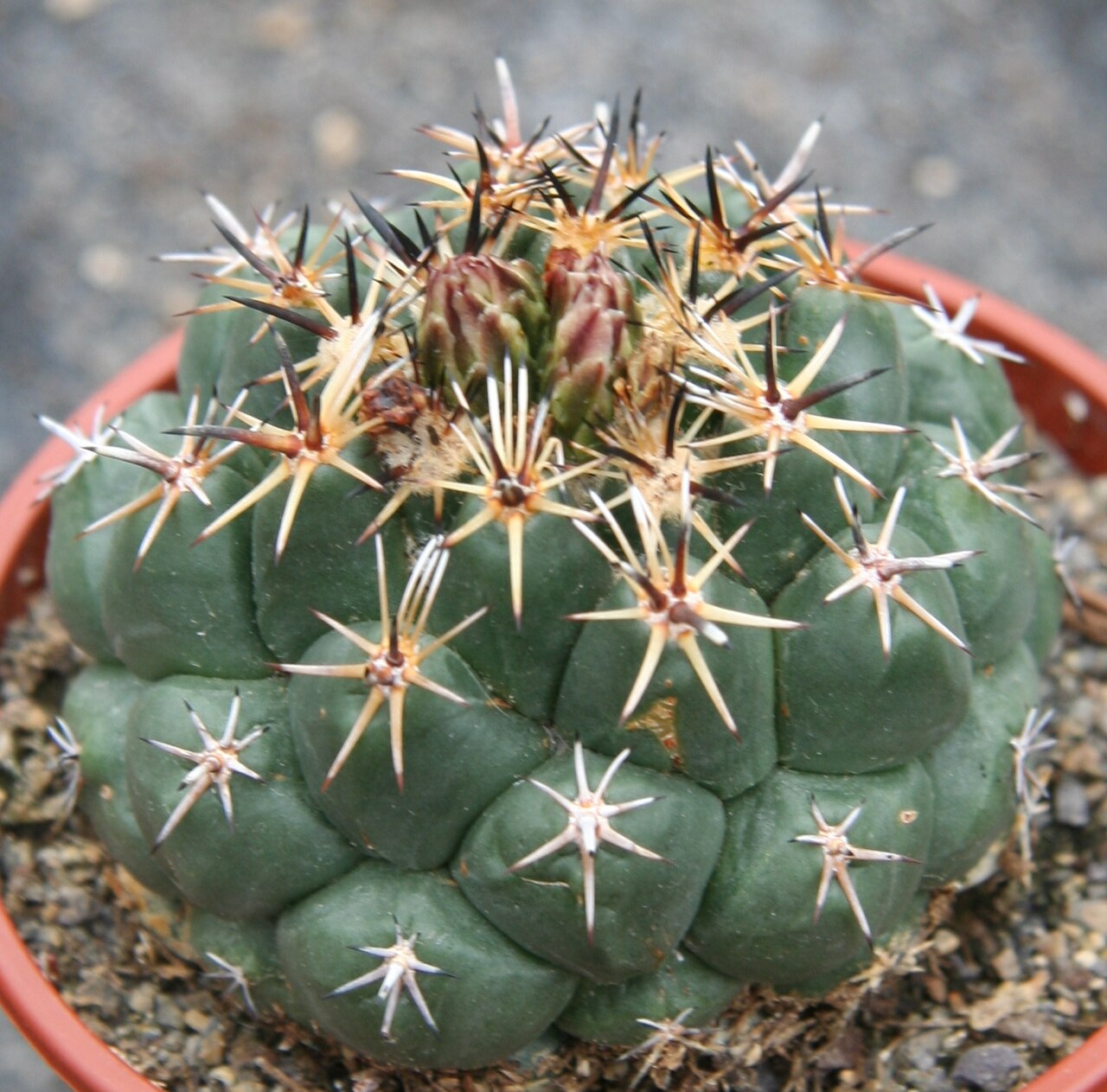 Coryphantha salinensis