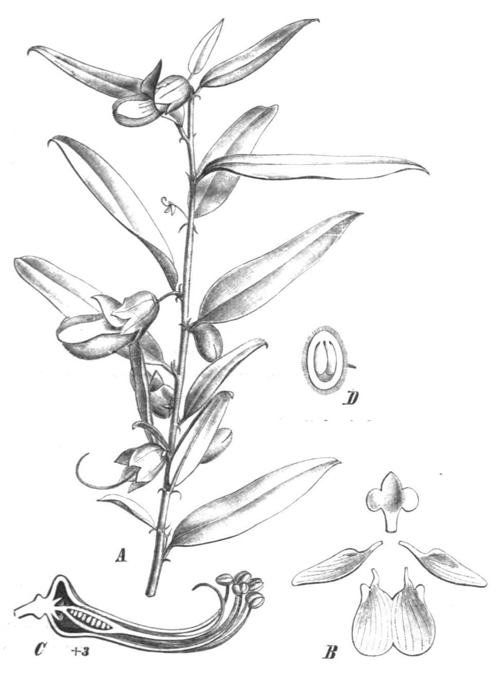 Gastrolobium sericeum