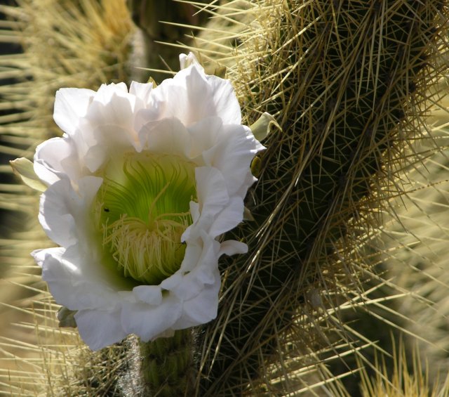 Echinopsis camarguensis