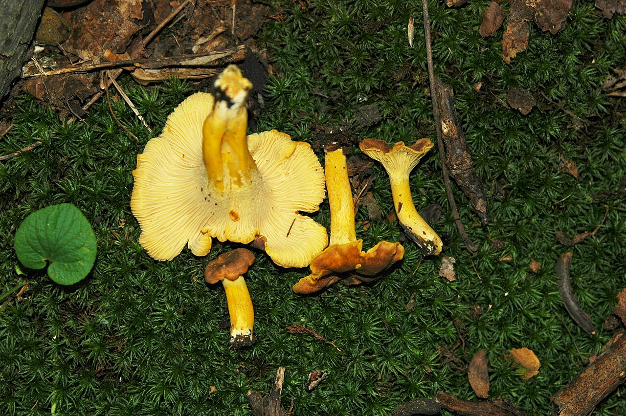 Cantharellus appalachiensis