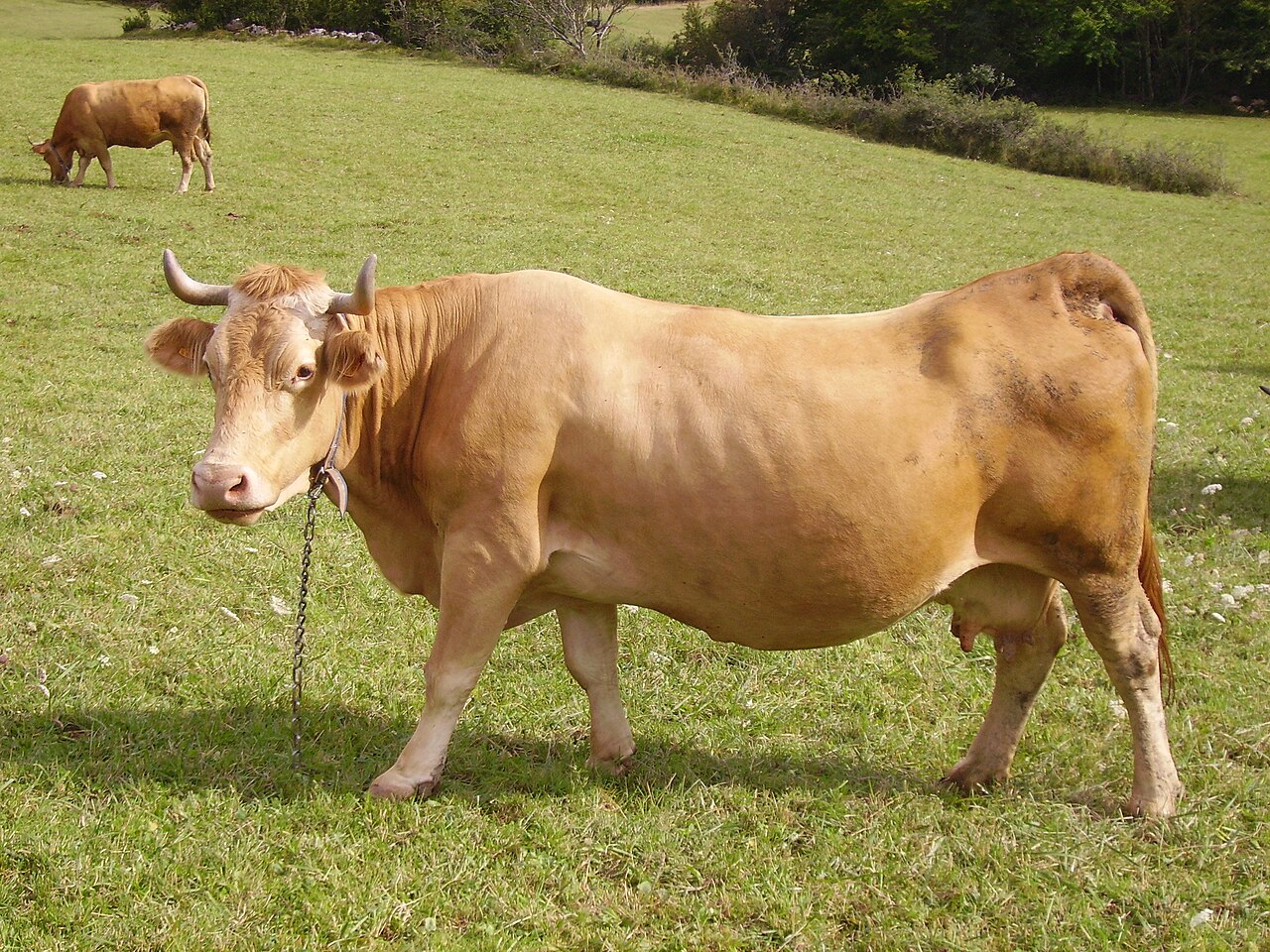 Villard de Lans cattle