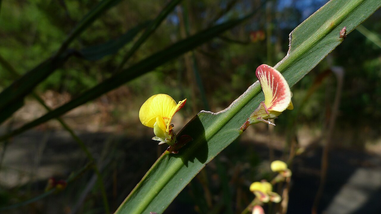 Sword bossiaea