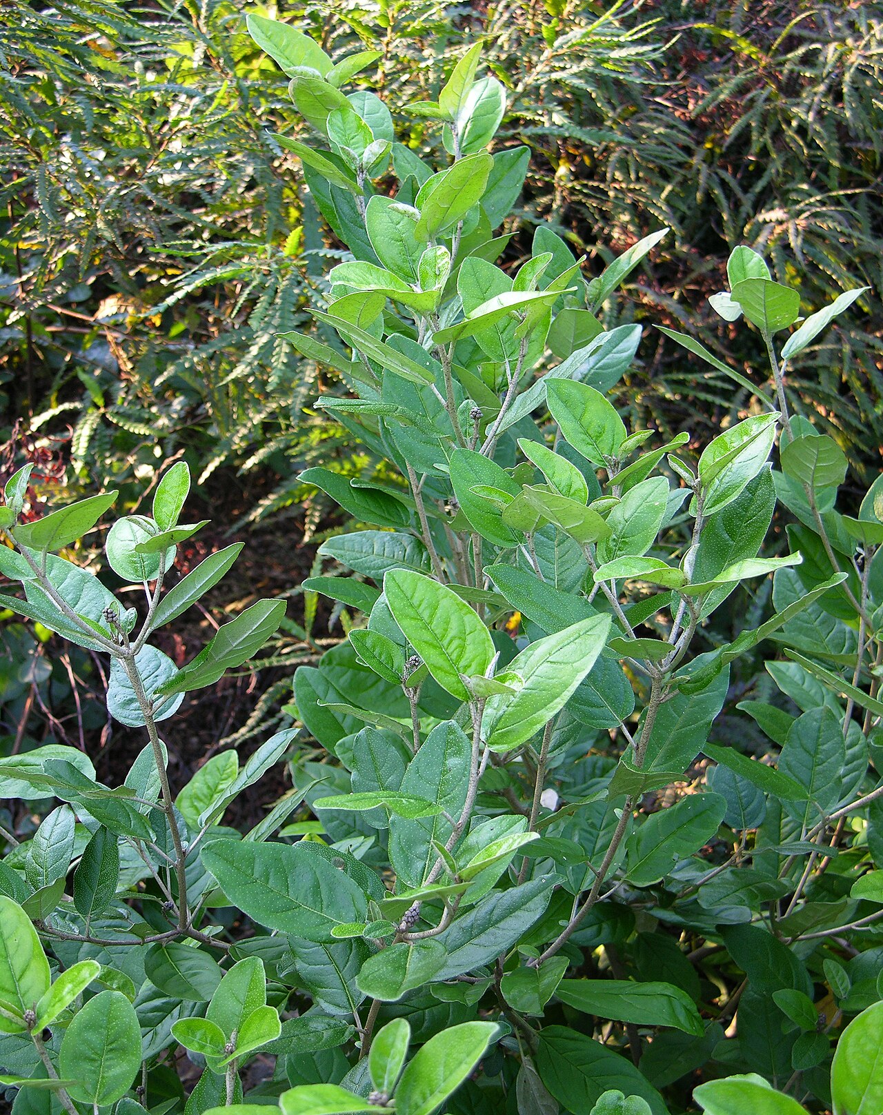 Croton alabamensis