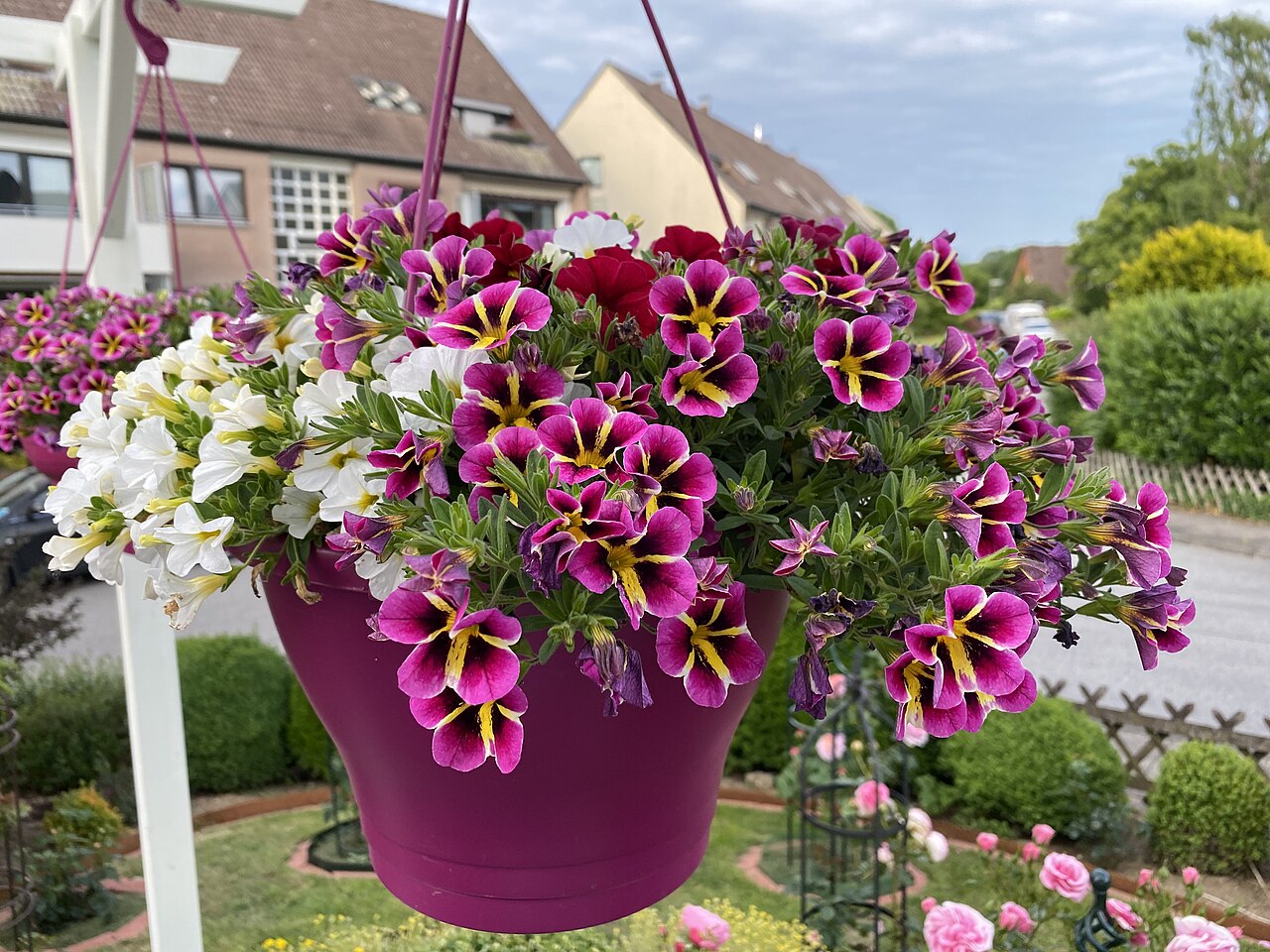 Calibrachoa parviflora