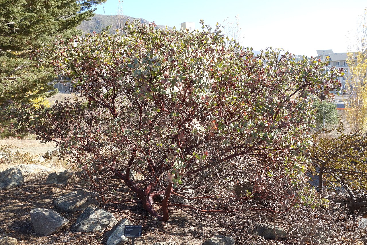Arctostaphylos obispoensis