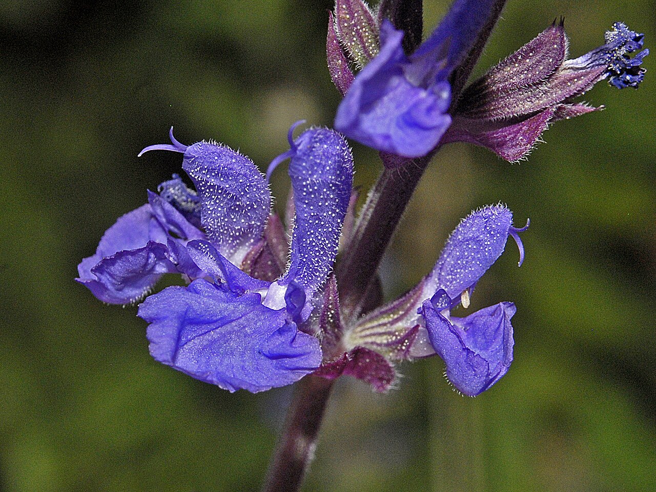 Salvia amplexicaulis
