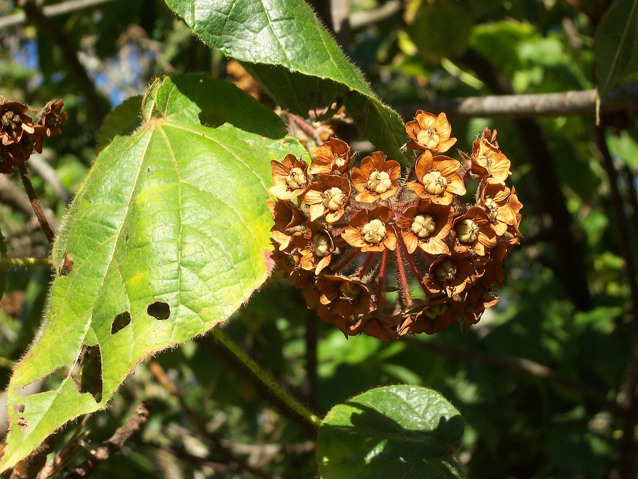 Dombeya pilosa