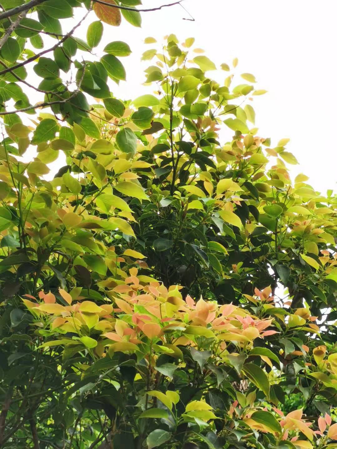 Cinnamomum micranthum