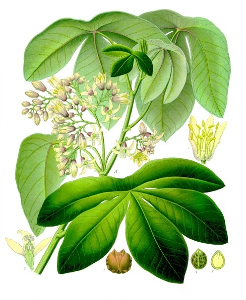 Manihot carthaginensis