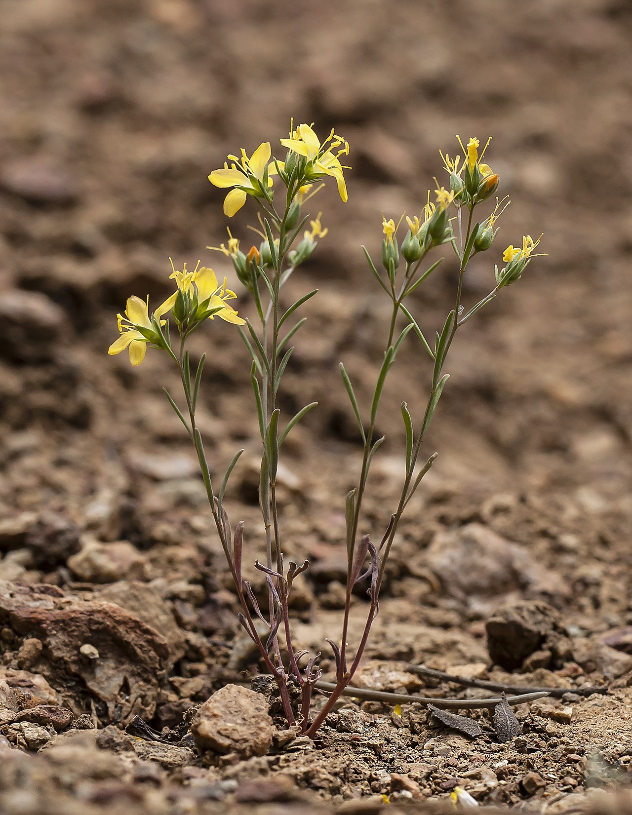 Hesperolinon breweri