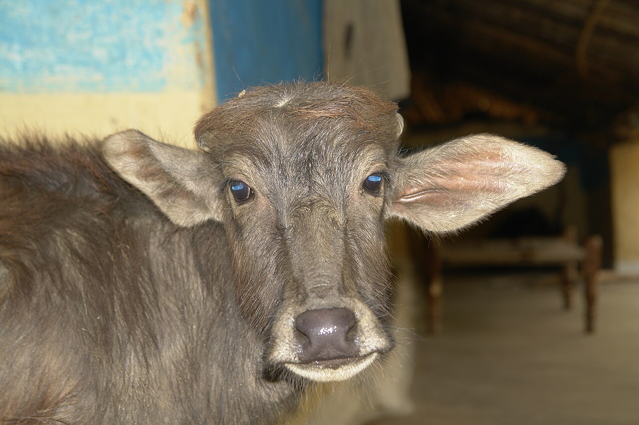 Bhadwari