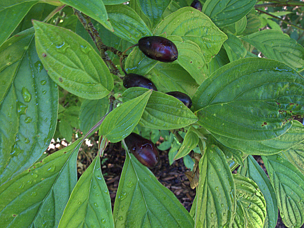 Cornus sessilis