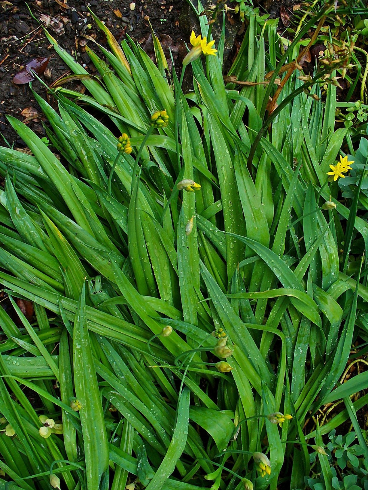 Yellow garlic