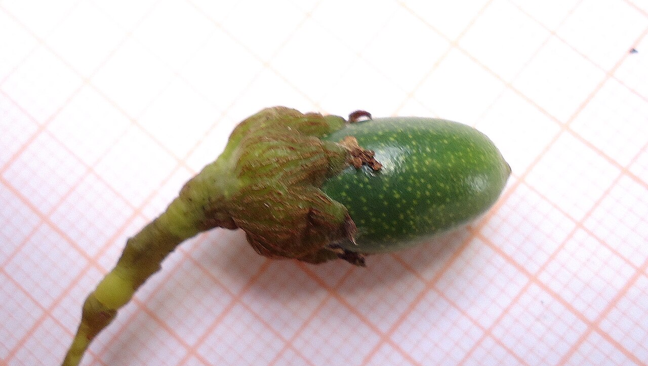 Cinnamomum iners