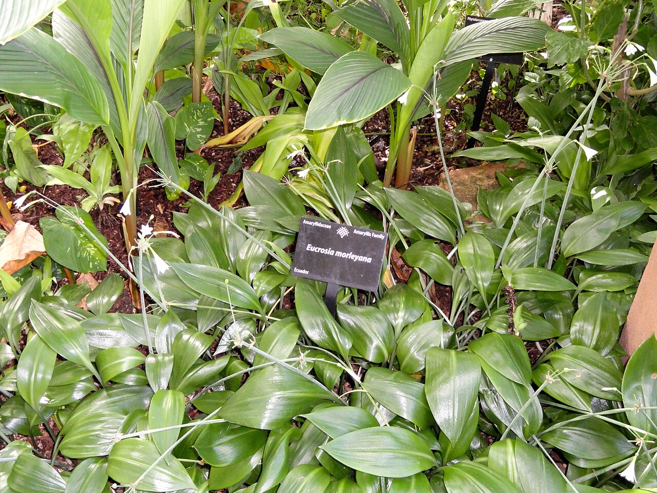 Eucrosia