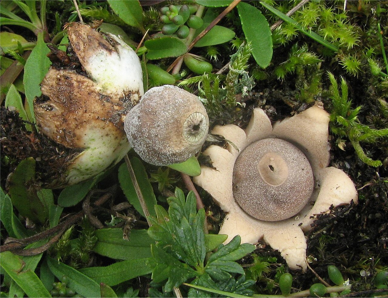 Geastrum minimum
