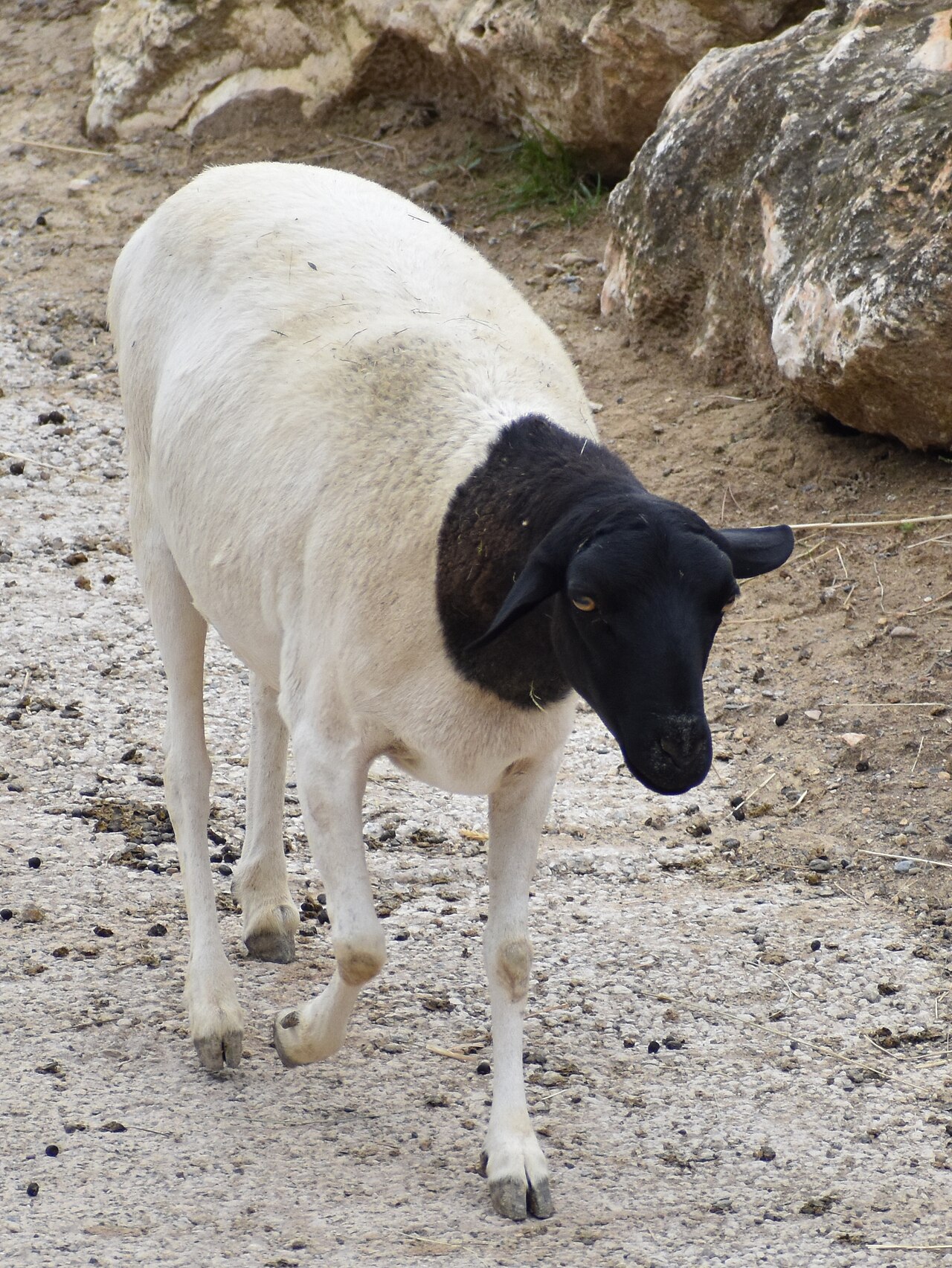 Blackheaded Somali