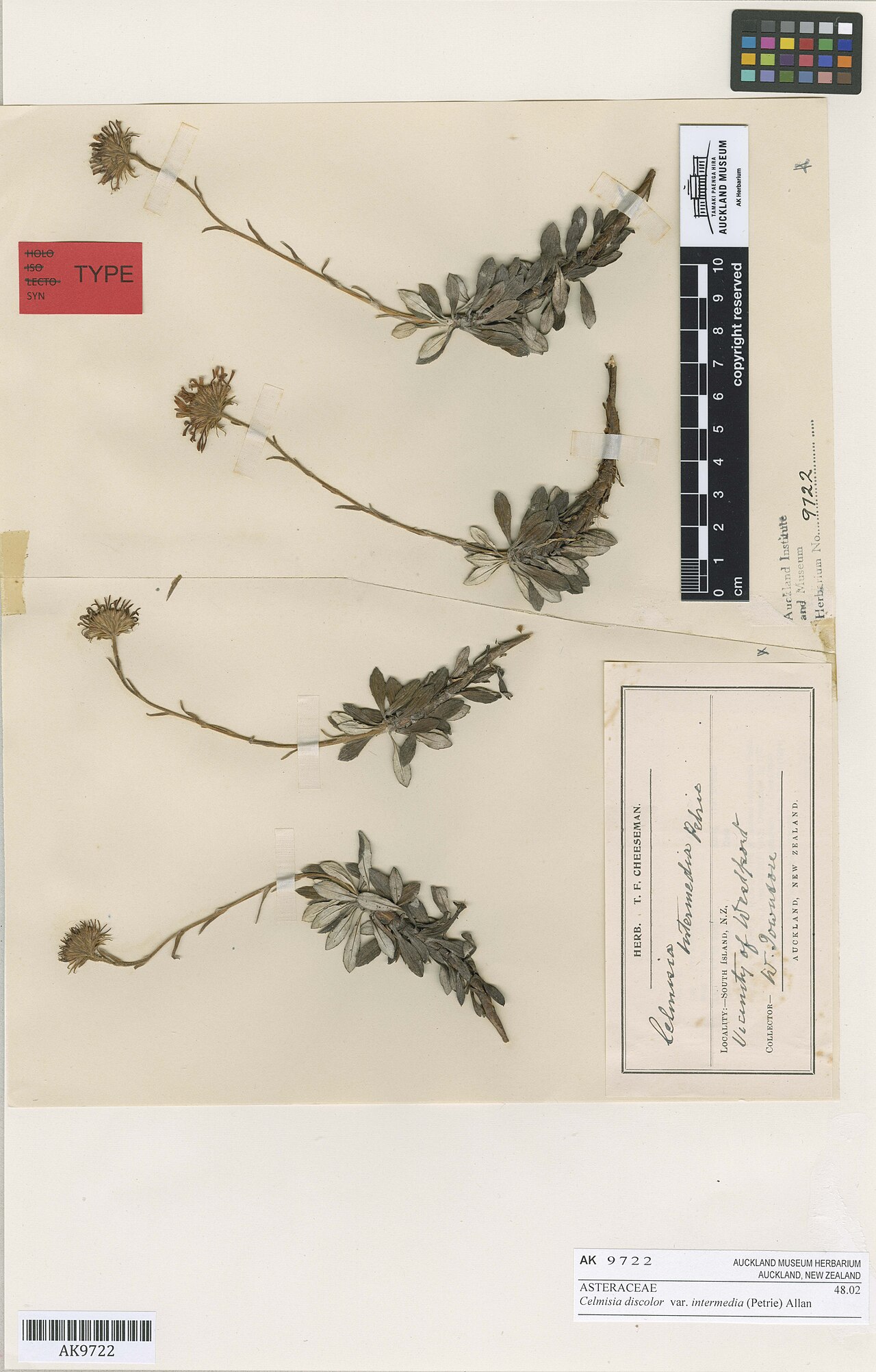 Celmisia discolor