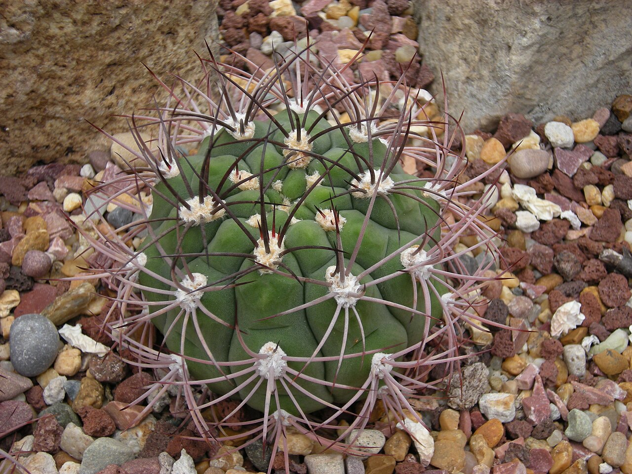 Gymnocalycium saglionis