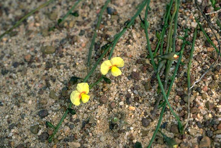 Sphaerolobium linophyllum