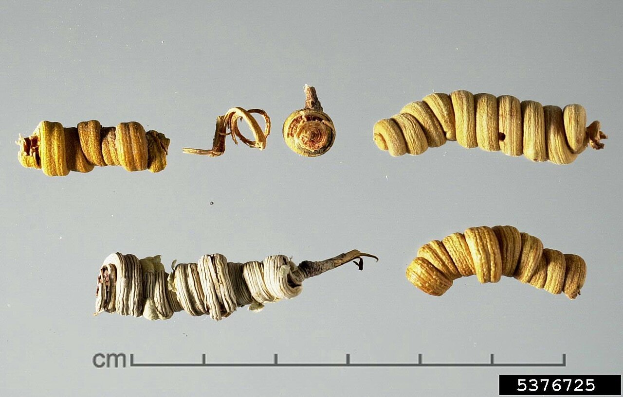 Prosopis strombulifera