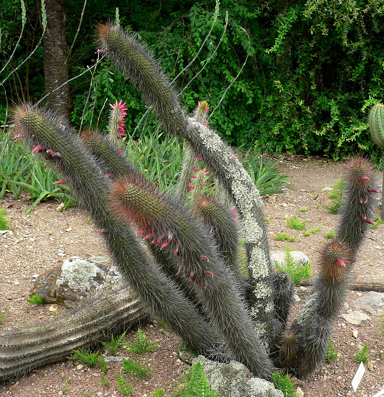 Cleistocactus buchtienii