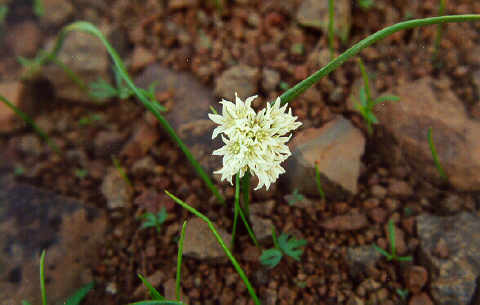 Allium fibrillum