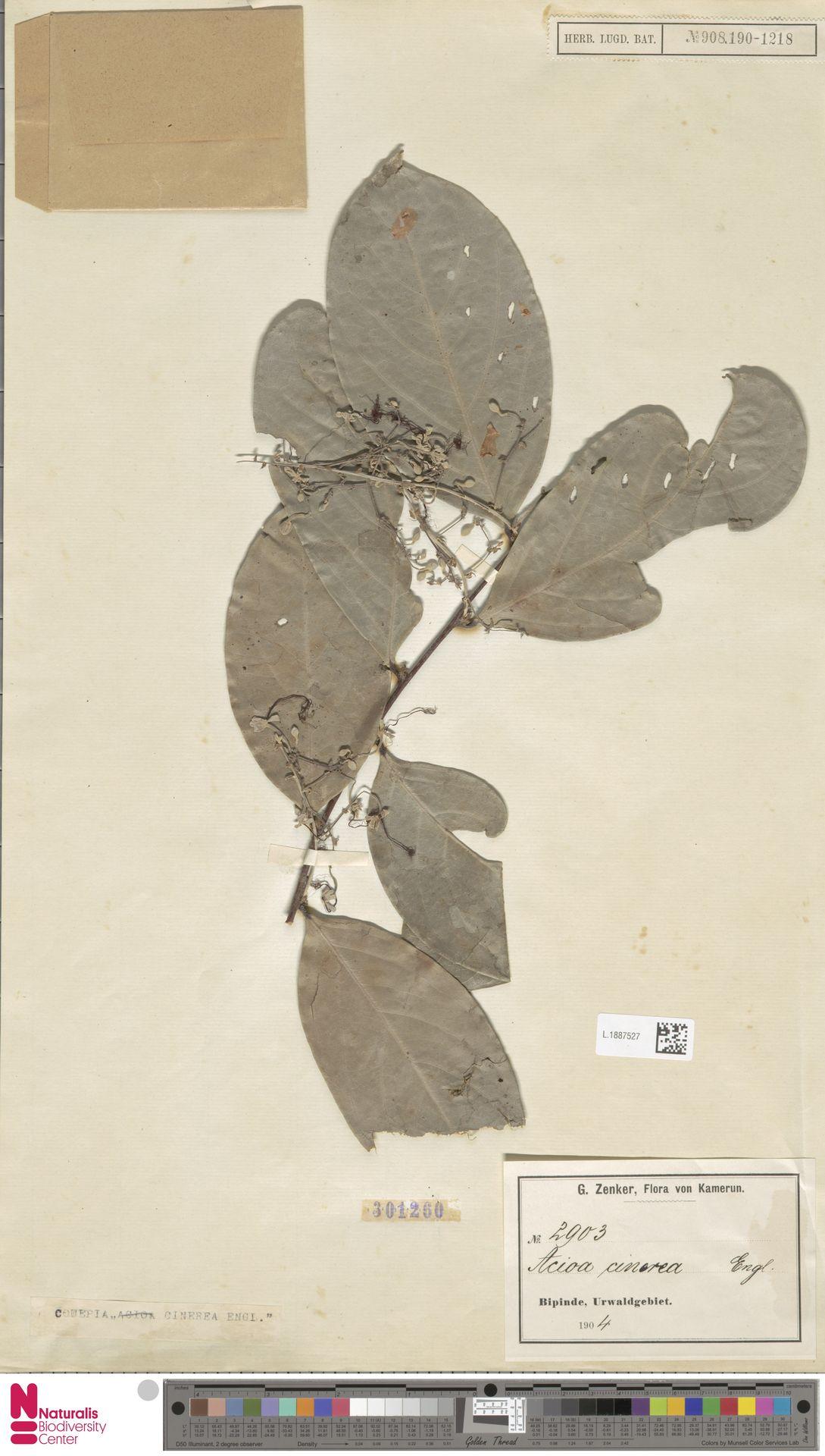 Acioa cinerea