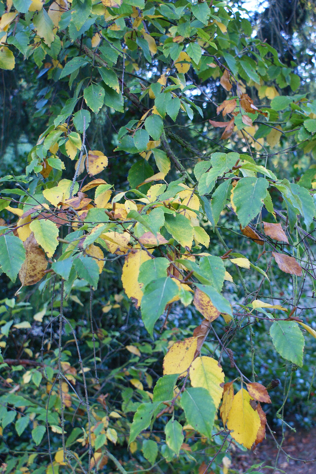 Betula davurica