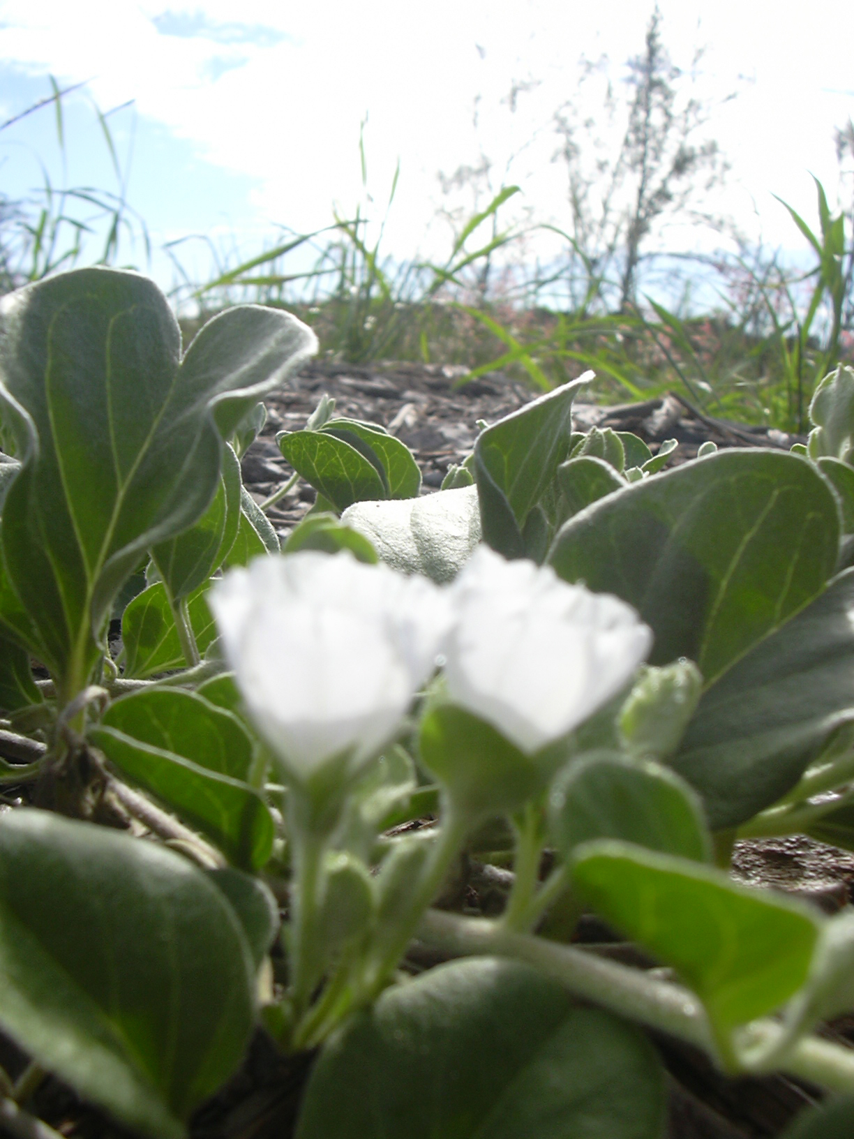 Jacquemontia ovalifolia