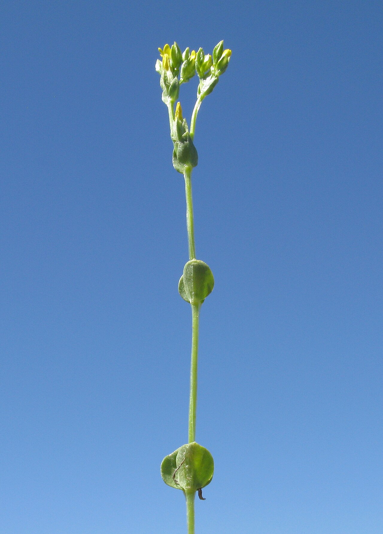 Sebaea ovata
