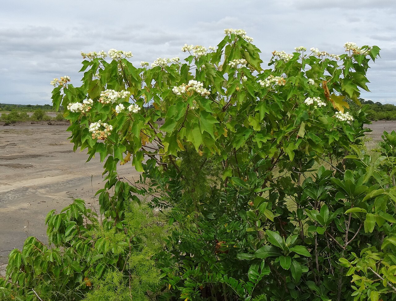 Dombeya kirkii
