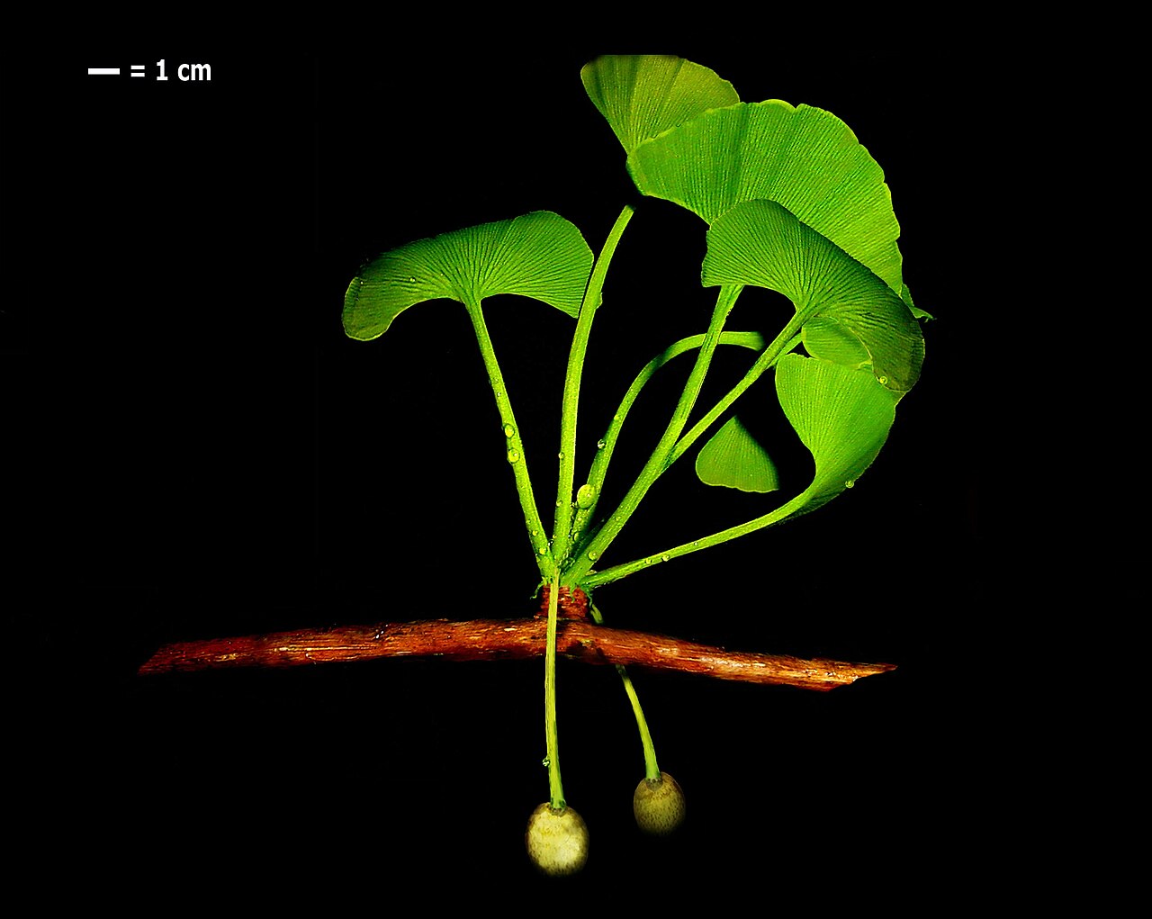 Ginkgo cranei